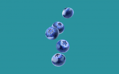 Focus on European blueberries